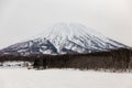 Mount Yotei with snow and snow covered on the ground with leafless trees on foothill in winter in Hokkaido, Japan