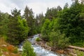 Mountai river rushing through a pine forest