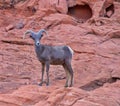 Mountaim goat in Valley of Fire Royalty Free Stock Photo
