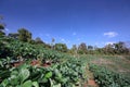 The mountain agriculture and blue sky.