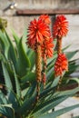 Mountain Aloe (Aloe marlothii) close up in bloom in the garden. Mountain Aloe is a large evergreen succulent Royalty Free Stock Photo