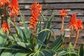 Mountain Aloe (Aloe marlothii) close up in bloom in the garden. Mountain Aloe is a large evergreen succulent Royalty Free Stock Photo