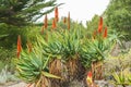 Mountain Aloe Aloe marlothii close up in bloom in the garden. Mountain Aloe is a large evergreen succulent Royalty Free Stock Photo