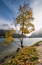 Mountain alpine autumn misty morning lake Konigssee, Schonau am Konigssee, Berchtesgaden national park, Bavaria, Germany Royalty Free Stock Photo