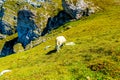 Mountain alpine pastures in the Slovenian. Flocks of sheep in the mountains.