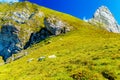 Mountain alpine pastures in the Slovenian. Flocks of sheep in the mountains.