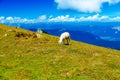 Mountain alpine pastures in the Slovenian. Sheep in the mountains.