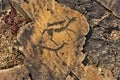 Petroglyphs Of The Altai Mountains
