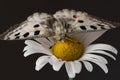 Mountain Apollo butterfly on flower