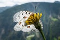 A mountain apollo resting on a yellow flower