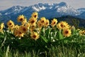 Mountain Arnica or Balsamroot Arrowleaf.