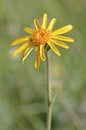Mountain arnica flower