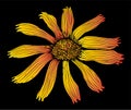 Mountain arnica flower yellow orange on a black