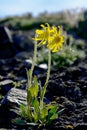 Mountain arnica flowers covered tundra. Royalty Free Stock Photo