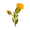 Mountain Arnica or Arnica Montana with Closed Large Yellow Flower Head and Veined Leaves Vector Illustration