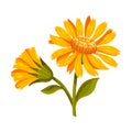 Mountain Arnica or Arnica Montana with Large Yellow Flower Head and Veined Leaves Vector Illustration