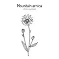 Mountain arnica, or wolfs bane Arnica montana , medicinal plant