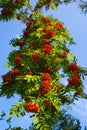 Mountain Ash Royalty Free Stock Photo