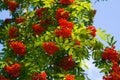 Mountain Ash Royalty Free Stock Photo