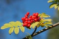 Mountain ash.