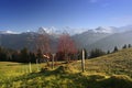 Mountain ash in Alps Royalty Free Stock Photo