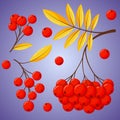 Mountain ash autumn design in flat style. Rowan tree branch with yellow leaves and berries. Vector illustration isolated Royalty Free Stock Photo