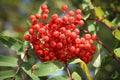 Cluster of mountain ash red berries in autumn