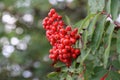 Cluster of mountain ash red berries in autumn