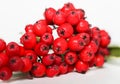 Cluster of mountain ash red berries in autumn