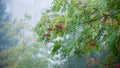 Mountain ash berries hanging on a tree closeup
