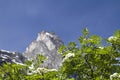 Mountain ash Royalty Free Stock Photo