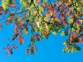 Mountain ash branch in autumn light