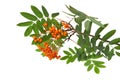 Mountain ash branch isolated on a white Royalty Free Stock Photo