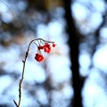 Mountain ash berries Royalty Free Stock Photo