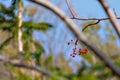 Mountain ash on branch