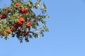 Mountain ash branches with berries in the fall Royalty Free Stock Photo