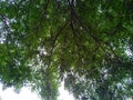 Mountain ash branches. Ashberry. Rowan foliage. Royalty Free Stock Photo
