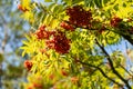 Mountain ash branches with red fruits Royalty Free Stock Photo