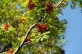 Mountain ash branches with red fruits Royalty Free Stock Photo