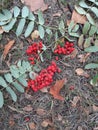 Mountain ash branches are thrown to the ground Royalty Free Stock Photo