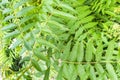 Mountain ash branches with transparent green leaves. Background with green leaves of Sorbus aucuparia in the forest