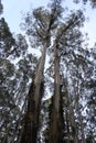 Mountain Ash Eucalyptus 3 - Kalorama, Victoria, Australia Royalty Free Stock Photo