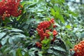 Mountain ash fruits hangs on green branch in rainy weather closeup Royalty Free Stock Photo