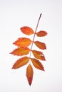 Mountain Ash - Isolated Autumn Leaf Royalty Free Stock Photo