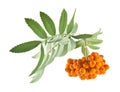Mountain ash isolated on white background. Royalty Free Stock Photo