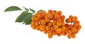 Mountain ash isolated on white background. Royalty Free Stock Photo