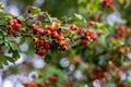 The mountain ash or middlings Tree typical of the mountain belt, with stem up to 15 meters high. If it grows in difficult stations