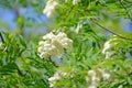 Mountain ash ordinary Sorbus aucuparia L.. Inflorescences against the background of the blue sky