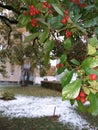 Mountain ash red. Green leaves. Snow. Winter