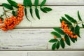 Mountain ash, rowan leaves, wood background